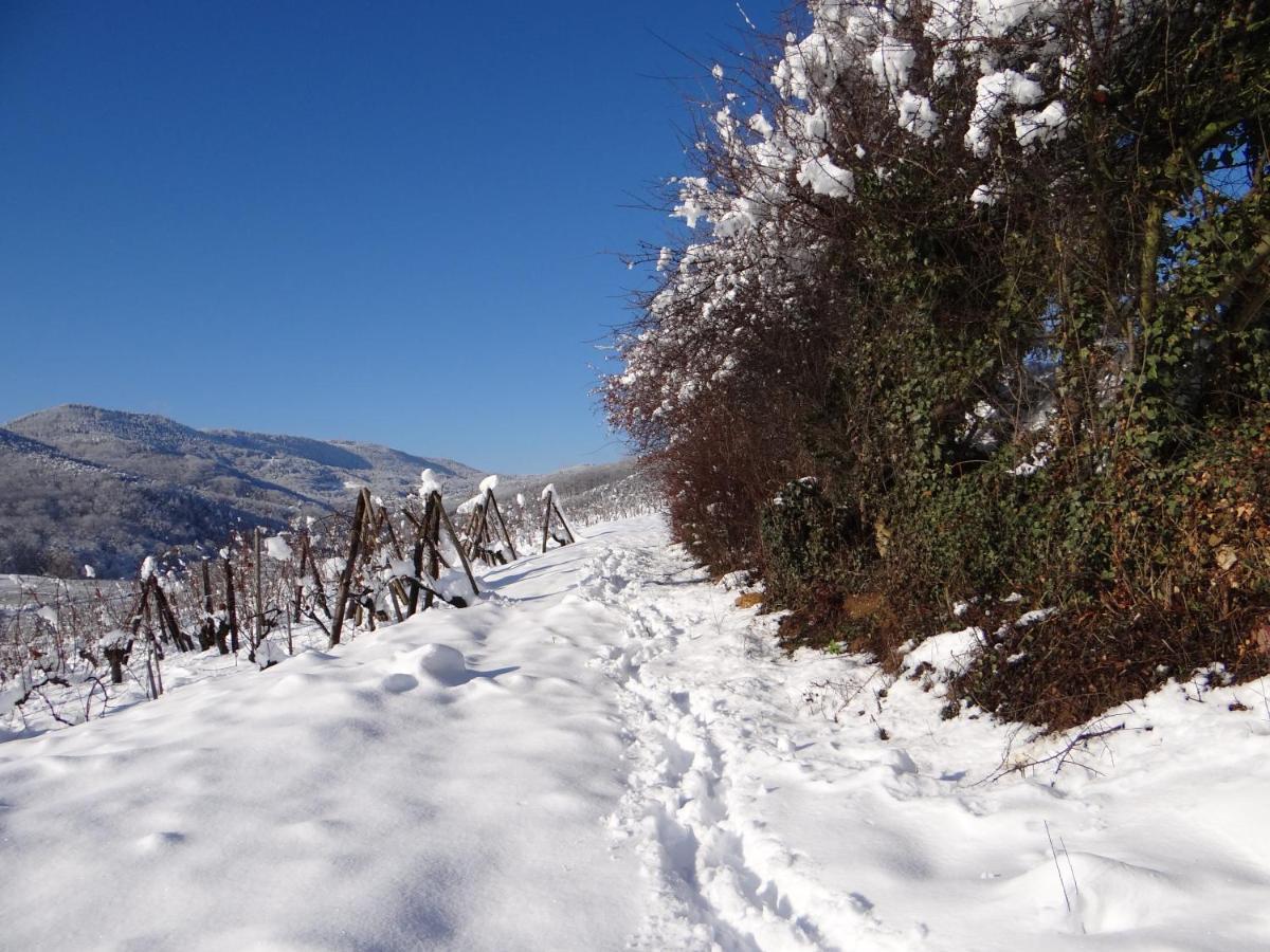 Au Coeur Des Vignes Διαμέρισμα Bergheim Εξωτερικό φωτογραφία