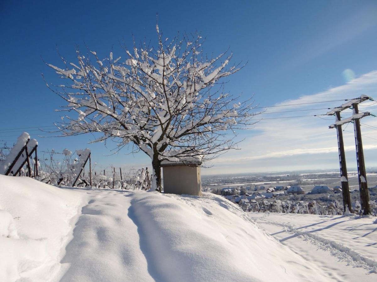 Au Coeur Des Vignes Διαμέρισμα Bergheim Εξωτερικό φωτογραφία