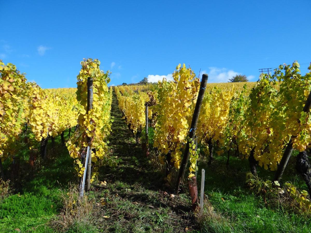 Au Coeur Des Vignes Διαμέρισμα Bergheim Εξωτερικό φωτογραφία