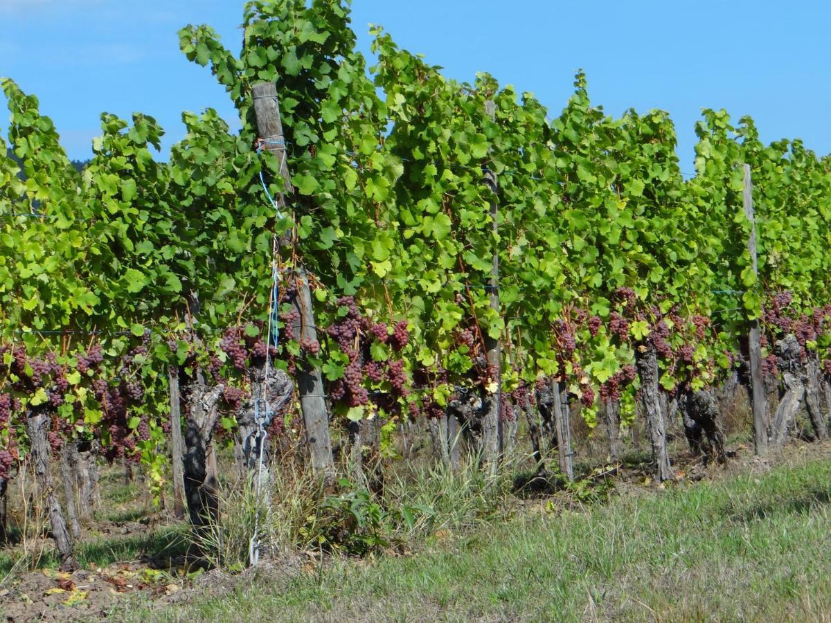 Au Coeur Des Vignes Διαμέρισμα Bergheim Εξωτερικό φωτογραφία
