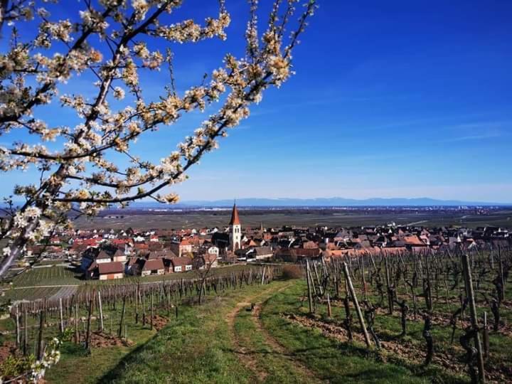 Au Coeur Des Vignes Διαμέρισμα Bergheim Εξωτερικό φωτογραφία