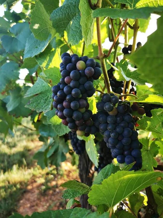 Au Coeur Des Vignes Διαμέρισμα Bergheim Εξωτερικό φωτογραφία